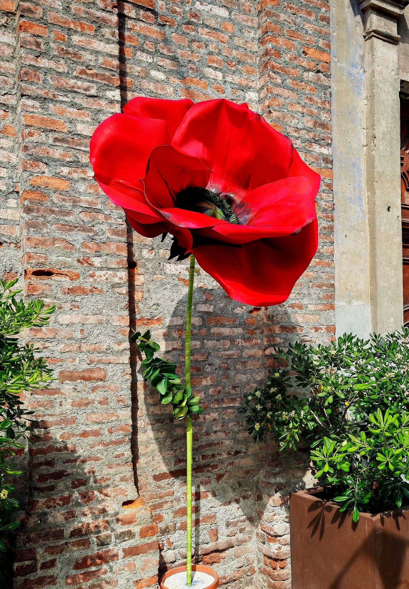 Papavero rosso gigante contro un muro di mattoni antichi