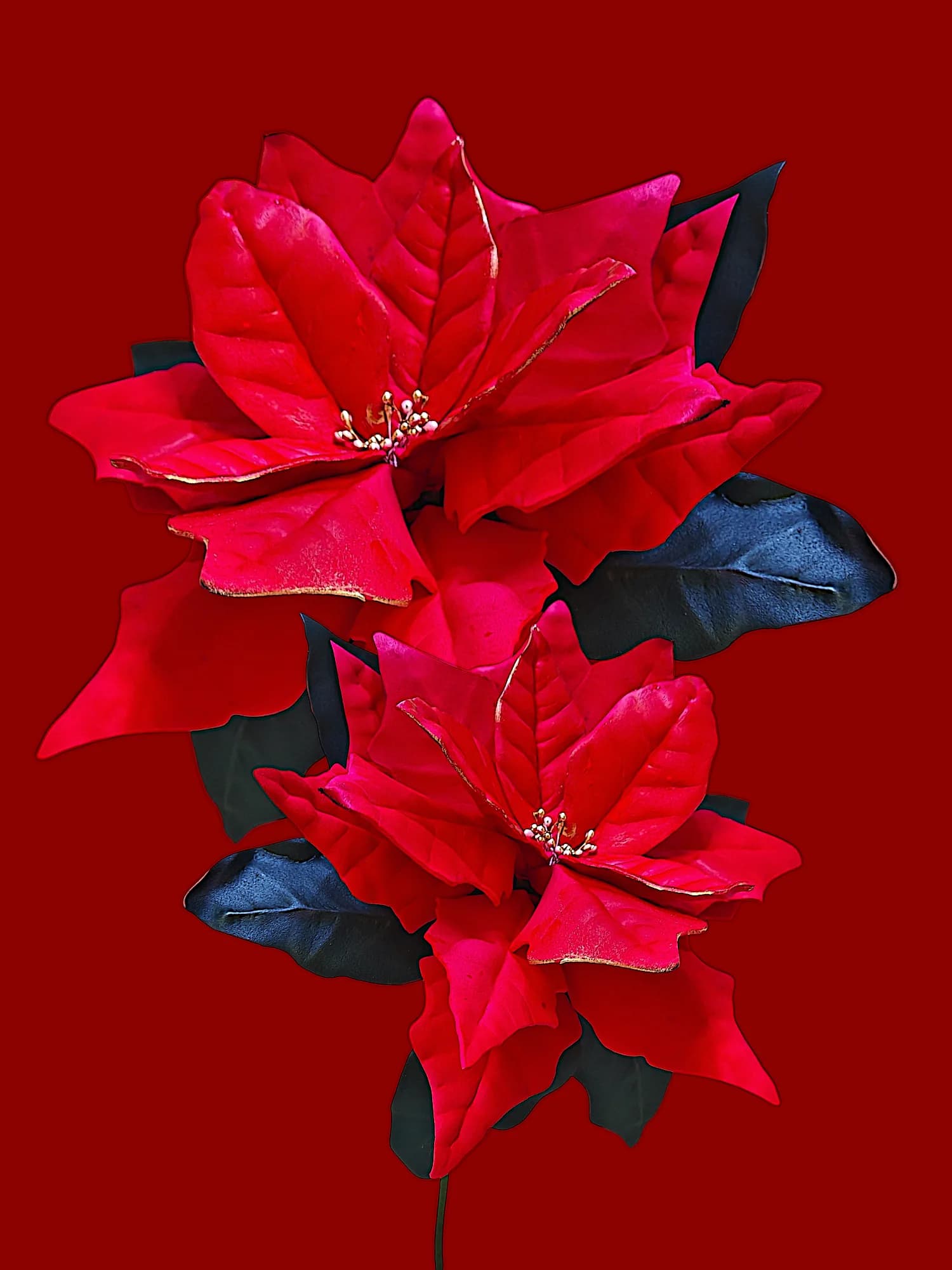 Due stelle di Natale rosse vellutate su fondo monocromo